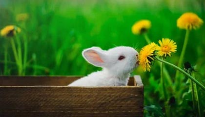 日本上调最低工资，涨幅创纪录